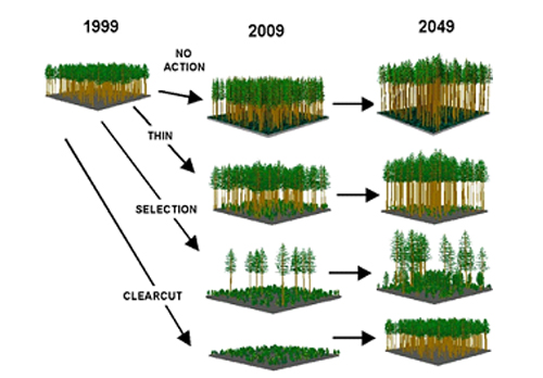 silviculture
