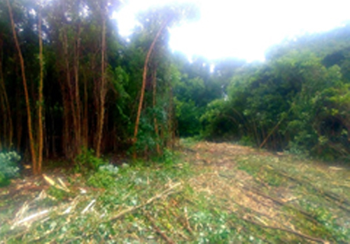 Vegetation Mangement