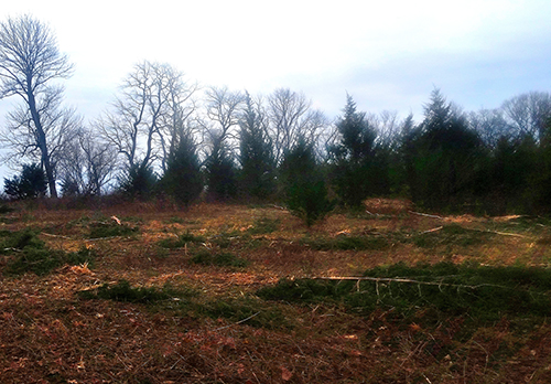 Wildlife Habitat Management